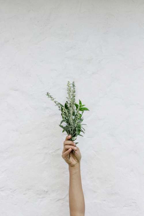 Hand Holding Flowers Free Photo