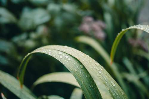 Rain Droplets on Plants Free Photo