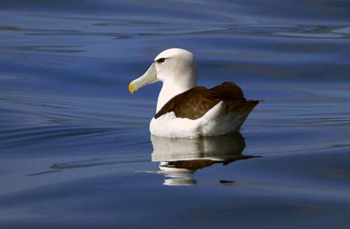 Bird Floating on Water Free Photo