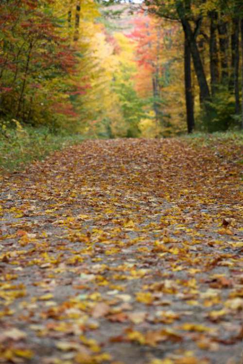 Autumn Foliage Path Free Photo