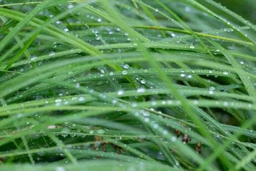 Wet Grass Droplets Free Photo