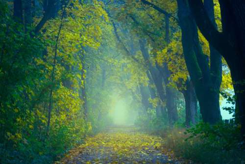 Enchanting Forest Walk Free Photo