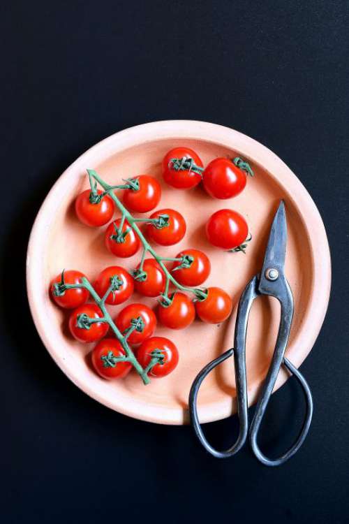 Plate of Small Tomatoes Free Photo