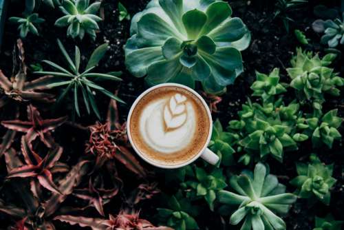 Cappuccino Pot Plant Free Photo