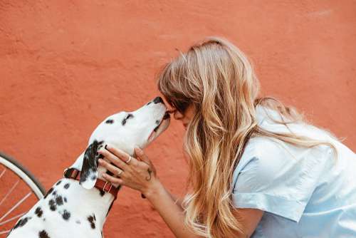 Dalmatian Dog Woman Free Photo