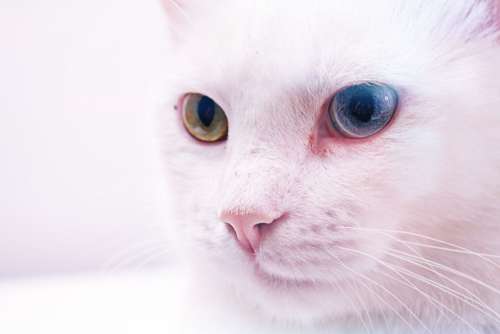 White Cat Colored Eyes Free Photo