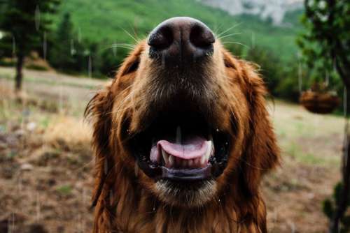 Happy Dog Smile Free Photo