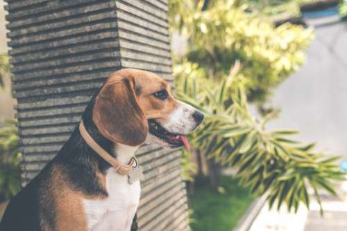 Beagle Dog Tired Free Photo