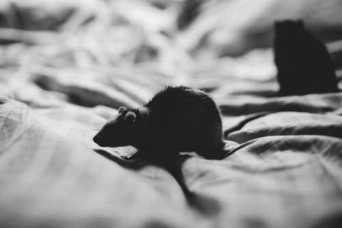Mouse Bed Black White Free Photo