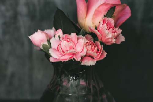 Beautiful Pink Flowers Free Photo