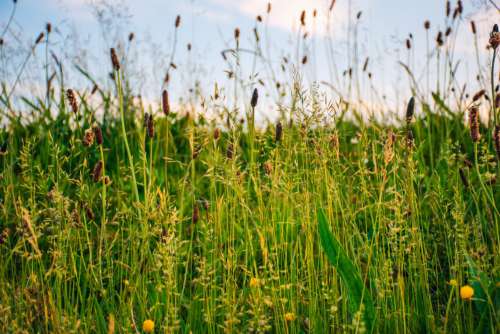 Spring Farm Field Free Photo