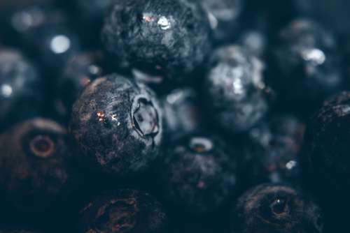 Blueberry Fruit Closeup Free Photo