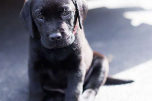 Black Labrador Puppy Free Photo