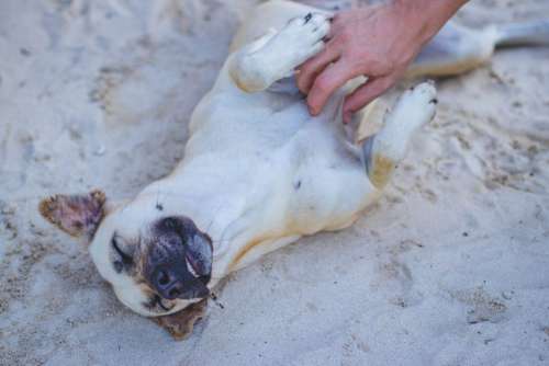 Dog Beach Happy Free Photo