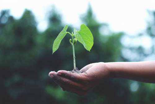 Plant Grow Hand Free Photo