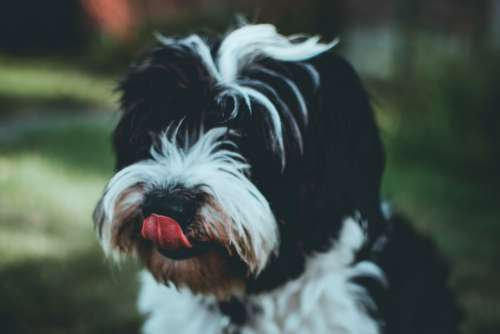 Small Dog Licking Nose Free Photo