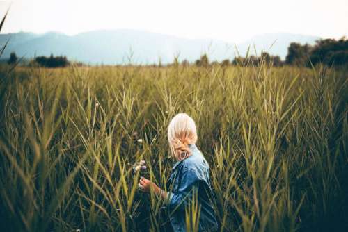 Woman Wheat Field Blonde Free Photo