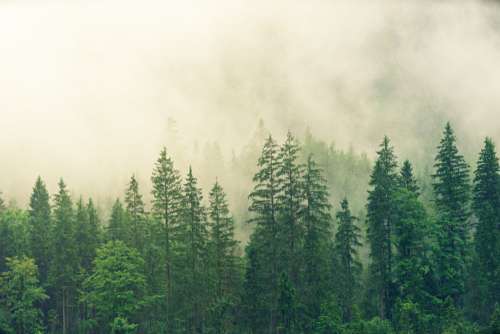 Forest Fog Free Photo