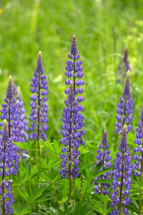 Lupine Flowers Free Photo