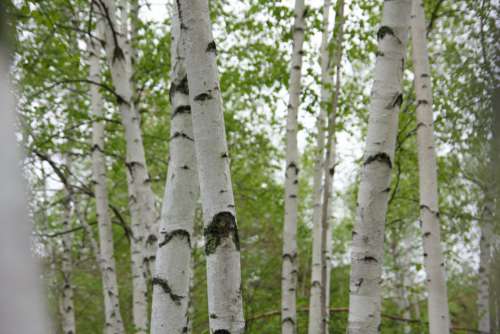 White Birch Trees Free Photo