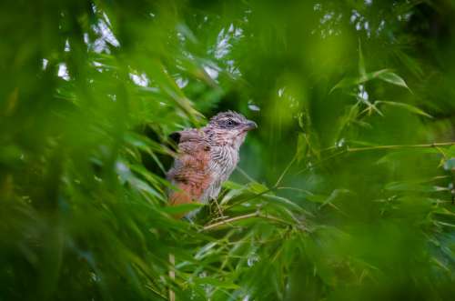 Bird in Trees Free Photo