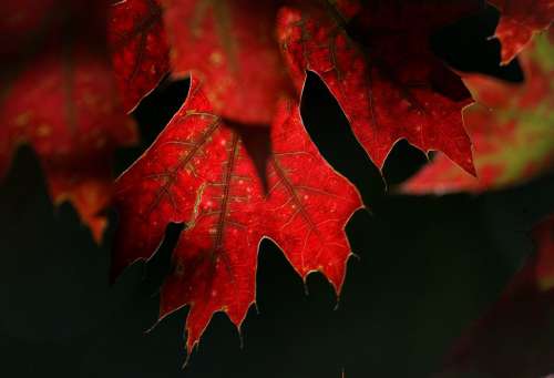Red Autumn Leaves Free Photo