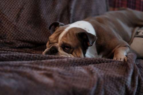 Bulldog Sleep Couch Free Photo