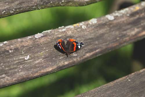 Butterfly Park Bench Free Photo