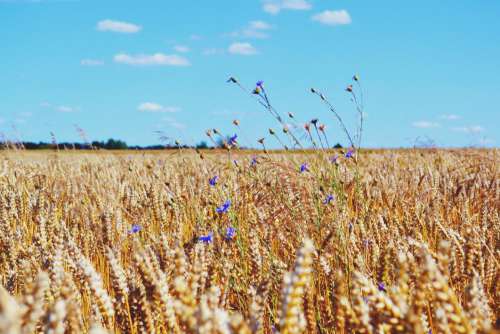 Wheat Field Blue Sky Free Photo