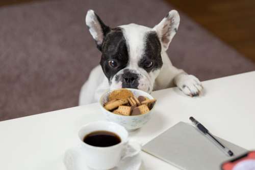 Dog Biscuits Coffee Pet Free Photo