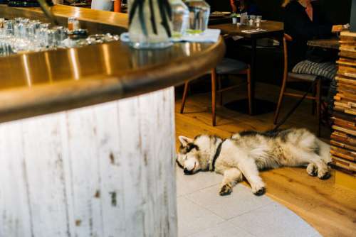 Husky Dog Asleep Free Photo