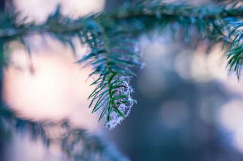 Frost Tree Snow Winter Free Photo