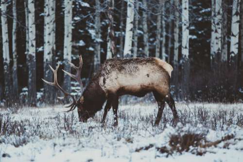 Deer Snow Winter Forest Free Photo