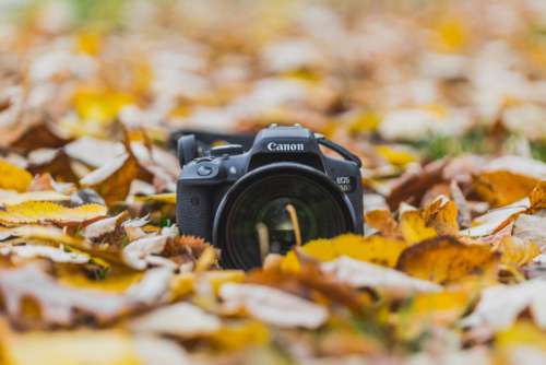 Canon Camera Leaves Autumn Leaves Free Photo