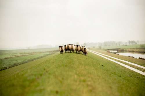 Sheep Farm Green Field Hill Free Photo