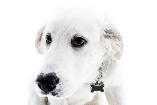 White Dog Minimal Free Photo