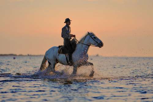 Man Horse Cowboy Hat Sea Water Photo Free Photo