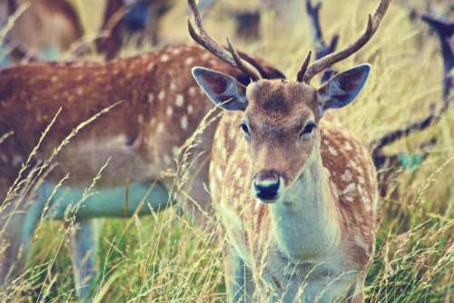 Deer Antlers Grass Field Free Photo