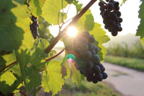 Black Grapes Vine Summer Free Photo