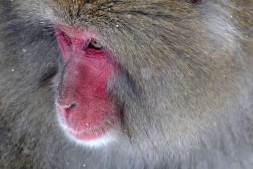 Baboon Primate Ape Monkey Free Photo