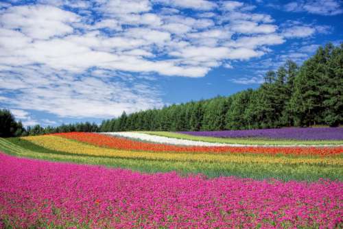 Field Color Blue Sky Free Photo