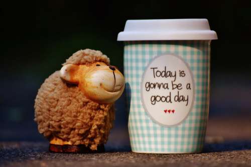 Good Day Cup Sheep Free Photo