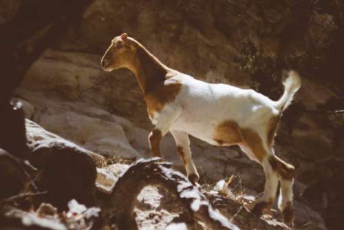 Brown White Mountain Goat Free Photo