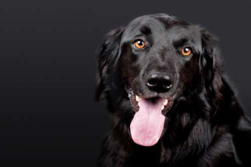 Black Dog Lab Retriever Free Photo