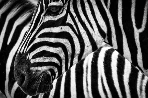 Black White Zebra Free Photo