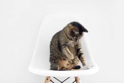 Cat White Chair Minimal Free Photo