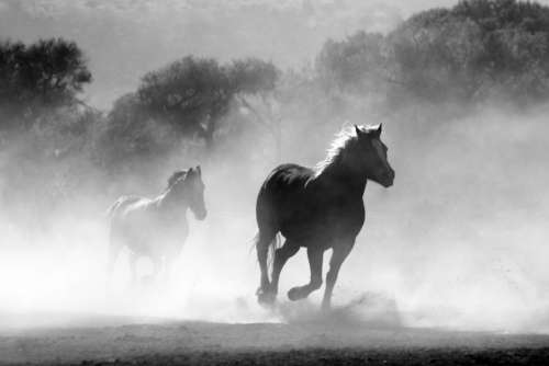 Running Horses Black White Free Photo