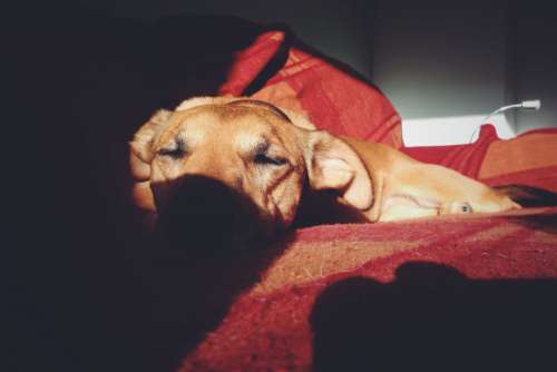 Puppy Dog Sleeping Shadow Free Photo