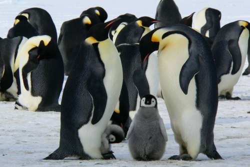 Family Penguins Ice Polar Free Photo