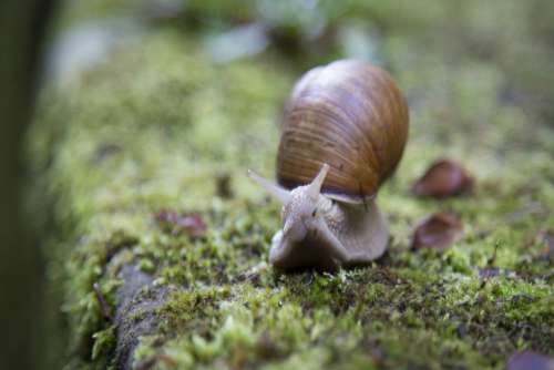 Snail Moss Closeup Free Photo